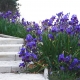 Iris and steps